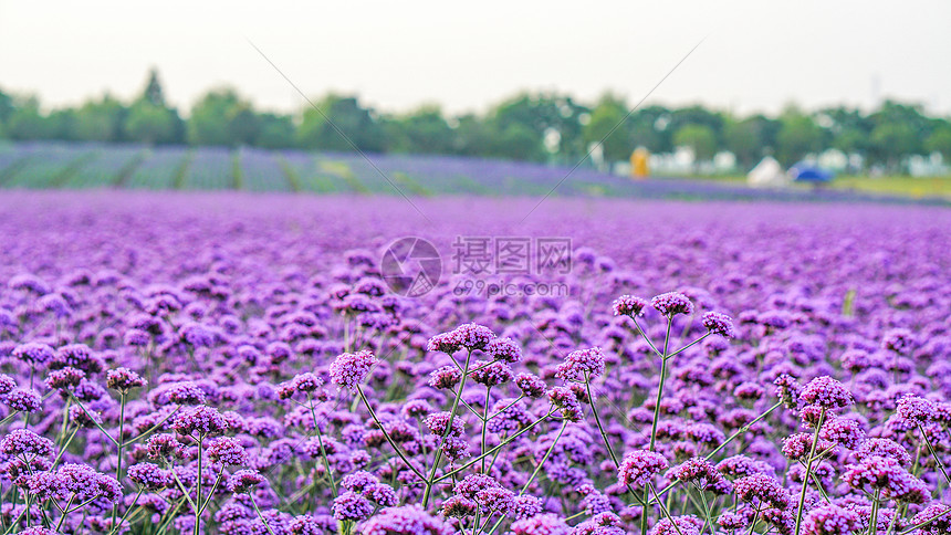 夏日紫色花海图片