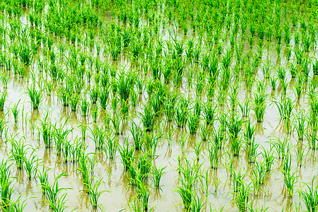 农田插秧田里刚种植的水稻背景