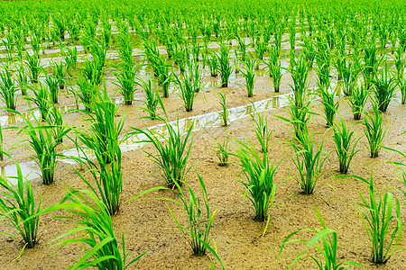 田里刚种植的水稻图片