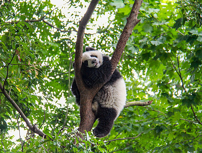 酣睡的国宝大熊猫图片