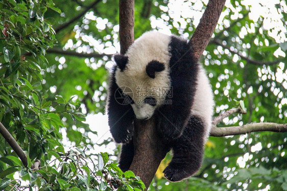 酣睡的国宝大熊猫图片