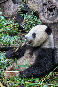 正在进食的大熊猫图片