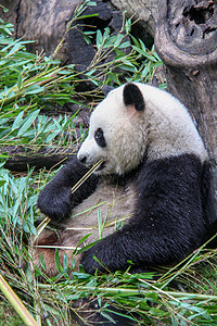 正在进食的大熊猫图片