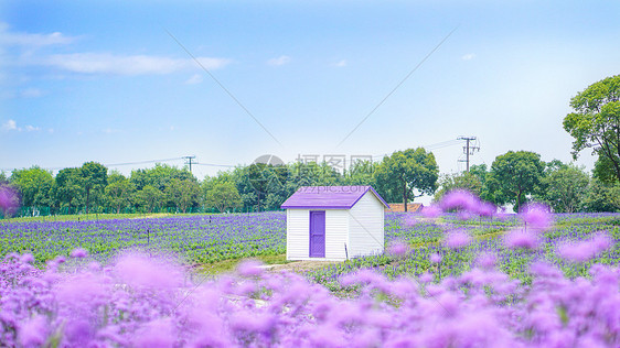 薰衣草花田里的小木屋图片