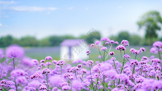 紫色花海小清新风景背景