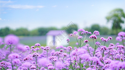 紫色花海小清新风景背景图片