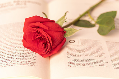 玫瑰花与书本图片