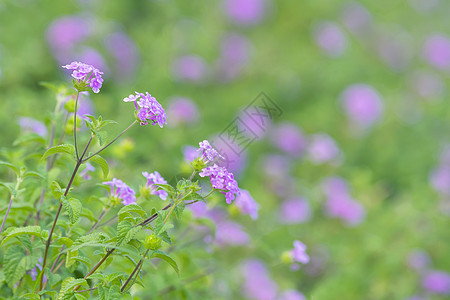 夏天的小野花 图片