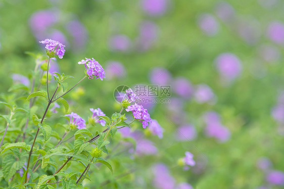 夏天的小野花 图片