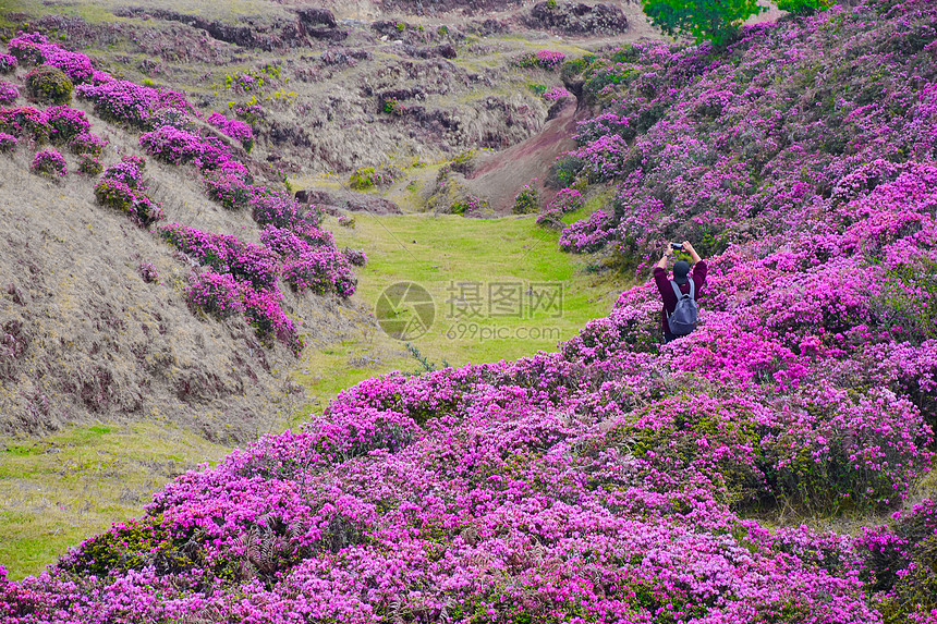 云南昆明禄劝马鹿塘杜鹃花海景区图片