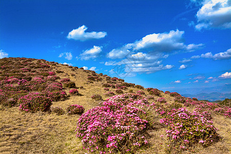 云南杜鹃花云南昆明禄劝马鹿塘杜鹃花海景区背景