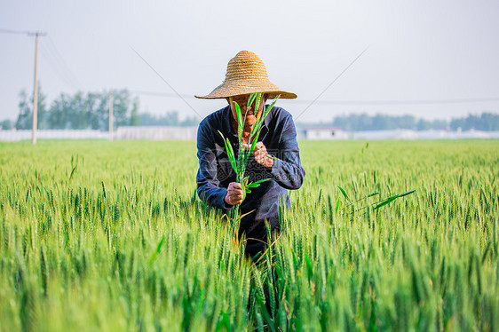 农民在麦田中耕作图片