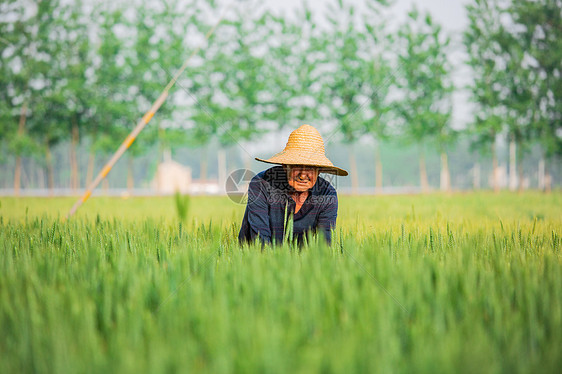 农民在麦田中耕作图片