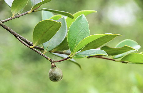 未成熟的山茶油果高清图片