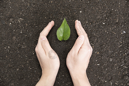 双手捧起泥土里的植物图片