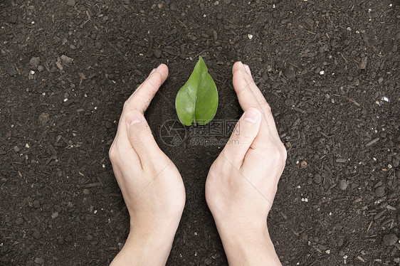 双手捧起泥土里的植物图片