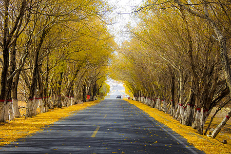 秋景公路新疆帕米尔高原红柳大道背景