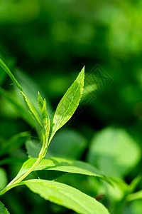 正在生长中的茶叶幼苗背景图片