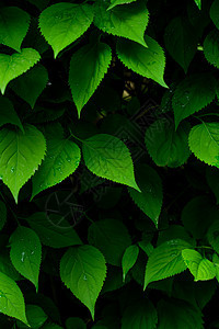 黑调拍摄绿色素材树叶图片