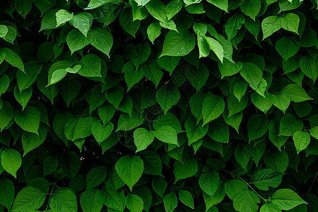 水珠绿叶横版拍摄暗调绿色海报素材INS风格树叶背景