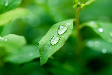 露水滴在绿叶上夏至海报水珠在绿色叶子上背景