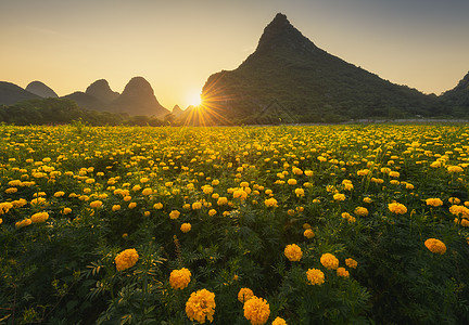 黄色的波斯菊花海背景图片