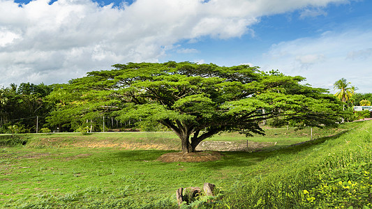 自然界中的榕树背景图片