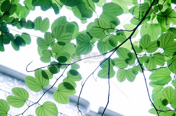 绿色植物图片