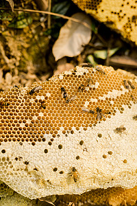蜂儿采蜜原始森林采蜂蜜背景