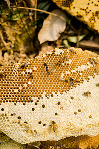 原始森林采蜂蜜图片