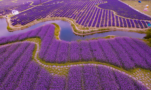 花海世界上海青浦寻梦园航拍背景