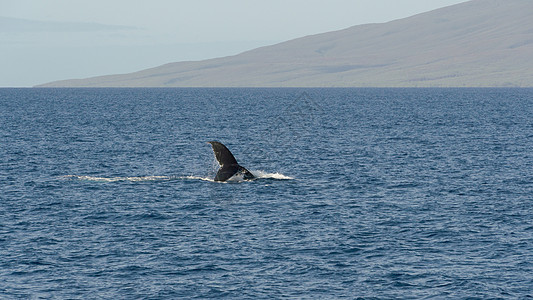 夏威夷出海观鲸高清图片