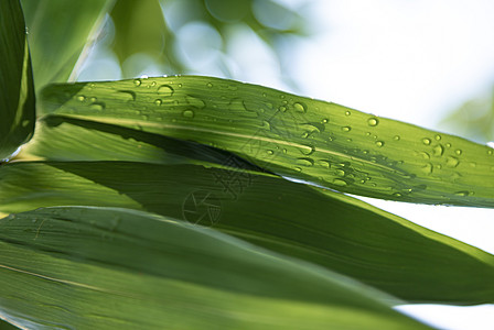 雨后的绿叶背景图片