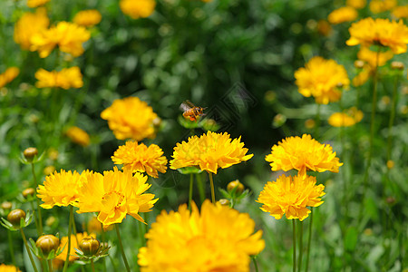 盛开菊花花丛中采蜜的小蜜蜂背景