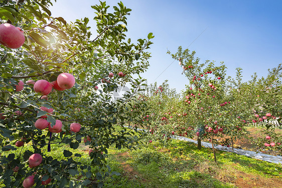 苹果果园丰收的果树图片