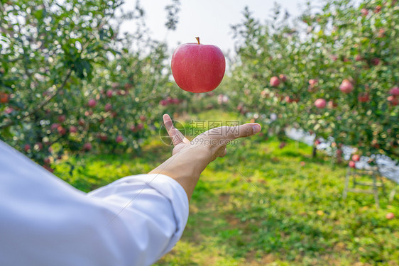 苹果果园农民摘苹果图片