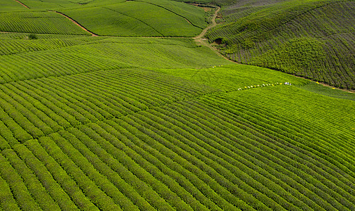 茶叶种植基地贵州安顺春茶种植基地背景