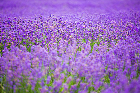 夏季阳光紫色浪漫薰衣草背景