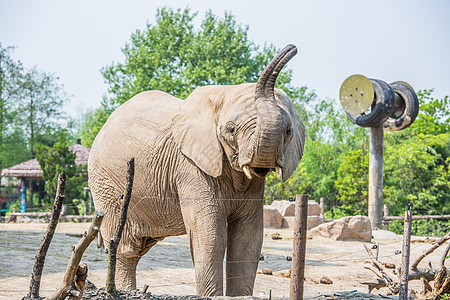 上海野生动物园非洲象和游客互动图片