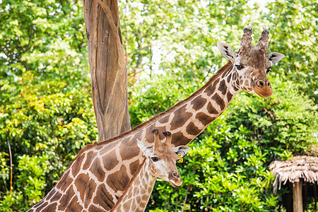 长颈鹿妈妈和宝宝图片