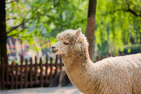 上海野生动物园白色羊驼背景图片