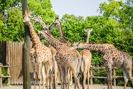 上海野生动物园一群长颈鹿图片