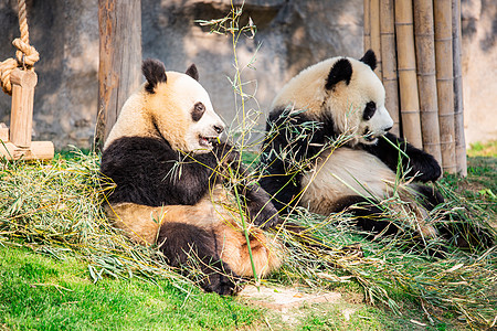 两只在吃竹子的国宝熊猫高清图片