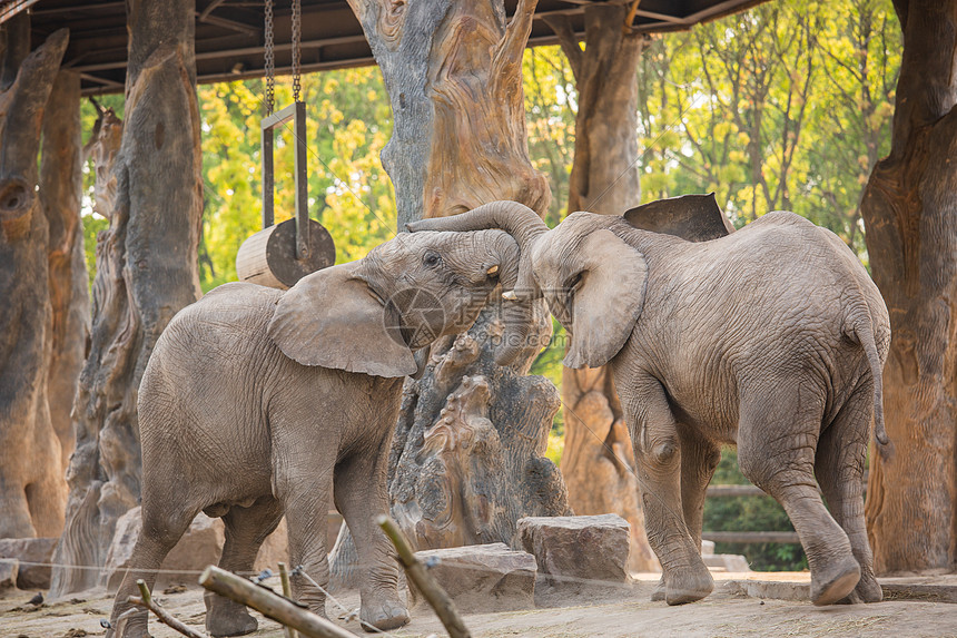 ‘~两只在打闹的幼年非洲象  ~’ 的图片
