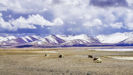 西藏念青唐古拉山下的牦牛在休息图片