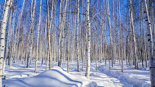 冬天黑龙江省大兴安岭漠河的白桦林高清图片