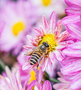 蜜蜂采花特写背景图片
