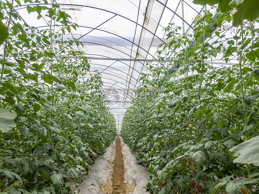 现代农业圣女果高清图片下载 正版图片 摄图网