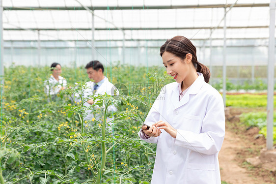 农业培育科学家观察植物图片