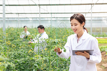 农业培育科学家平板电脑观察植物图片